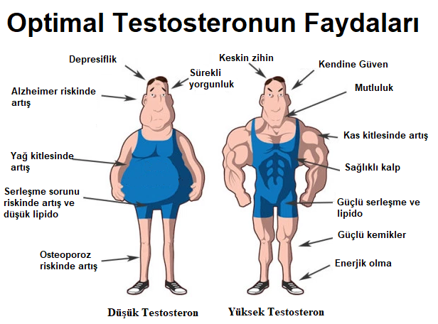 Testosteron Nasıl Artırılır?